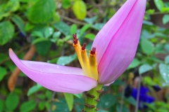 Laos, Muang Ngoi Neua, Bananenblüte
