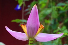 Laos, Muang Ngoi Neua, Bananenblüte