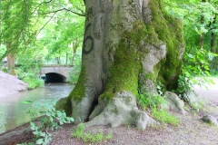 München, Englischer Garten, Alter Baum