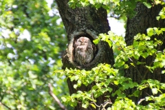 München, Waldkauz Kasimir im Schlosspark Nymphenburg