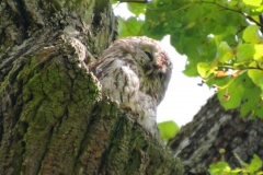 München, Waldkauz Kasimir im Schlosspark Nymphenburg
