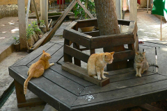 Myanmar, Amarapura, Maha Gandayon Kloster