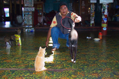 Myanmar, Inle-See, Nga Phe Kyaung Kloster, Katzendressur