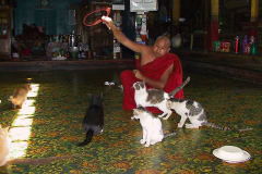 Myanmar, Inle-See, Nga Phe Kyaung Kloster, Kloster der springenden Katzen