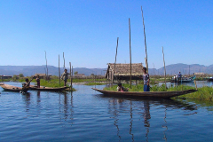 Myanmar, Inle-See, Schwimmende Gärten