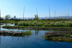 Myanmar, Inle-See, Schwimmende Gärten