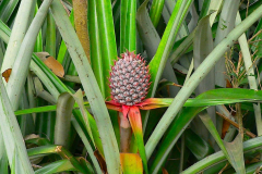 Myanmar, Unterwegs auf dem Weg nach Bago, Ananas