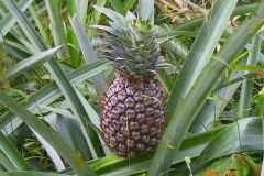 Myanmar, Unterwegs auf dem Weg nach Bago, Ananas