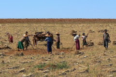 Myanmar, Pindaya, Getreideernte