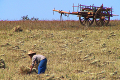 Myanmar, Pindaya, Getreideernte