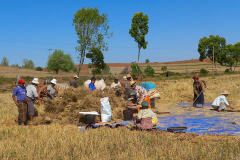 Myanmar, Pindaya, Getreideernte