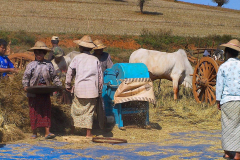 Myanmar, Pindaya, Getreideernte