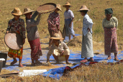 Myanmar, Pindaya, Getreideernte