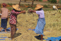 Myanmar, Pindaya, Getreideernte