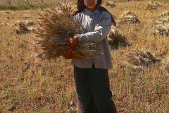 Myanmar, Pindaya, Getreideernte