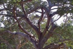 Myanmar, Pindaya, Banyanbaum