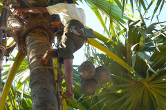 Myanmar, Besuch eines Palmzuckerbetriebes