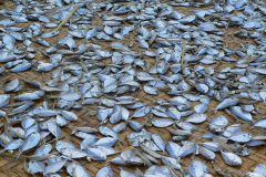 Myanmar, Ngapali Beach, Fische liegen zum Trocknen aus
