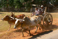 Myanmar, Pyay, Unterwegs nach Pyay begegnen uns Ochsenkarren
