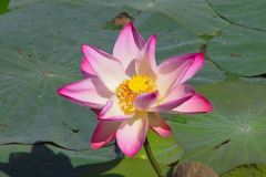 Myanmar, Yangon, Tropischer Garten des Kandawgyi Palace Hotel, Lotus