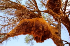 Namibia, Namib Naukluft Nationalpark, Webervogel-Gemeinschaftsnester