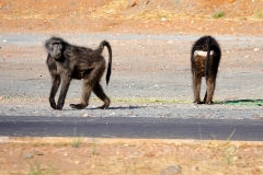 Namibia, Namib Naukluft Nationalpark, Paviane auf der Straße