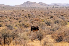 Namibia, Namib Naukluft Nationalpark, Afrikanischer Strauß