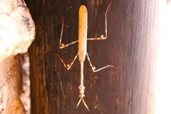 Namibia, Namib Naukluft Nationalpark, Gottesanbeterin