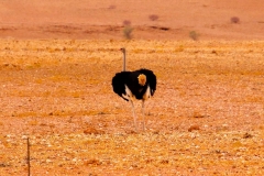 Namibia, Namib Naukluft Nationalpark, Afrikanischer Strauß