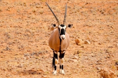 Namibia, Namib Naukluft Nationalpark, Oryx