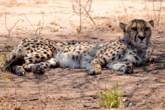 Namibia, Otjiwarongo, Cheetah Conservation Fund