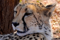 Namibia, Otjiwarongo, Cheetah Conservation Fund