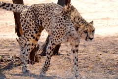 Namibia, Otjiwarongo, Cheetah Conservation Fund