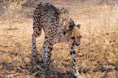 Namibia, Otjiwarongo, Cheetah Conservation Fund