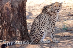 Namibia, Otjiwarongo, Cheetah Conservation Fund