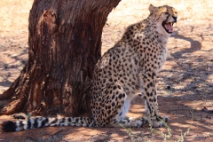 Namibia, Otjiwarongo, Cheetah Conservation Fund