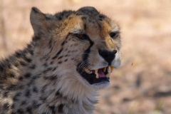 Namibia, Otjiwarongo, Cheetah Conservation Fund