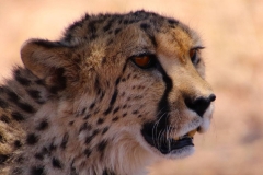 Namibia, Otjiwarongo, Cheetah Conservation Fund