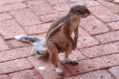 Namibia-Damaraland-Twyfelfontein-Borstenhörnchen