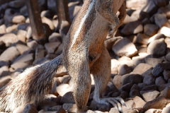 Namibia-Damaraland-Twyfelfontein-Borstenhörnchen
