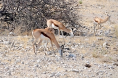 Namibia, Etosha Nationalpark, Springböcke