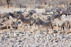 Namibia, Etosha Nationalpark
