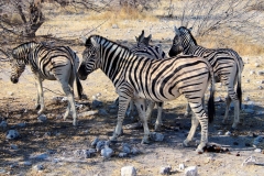 Namibia, Etosha Nationalpark