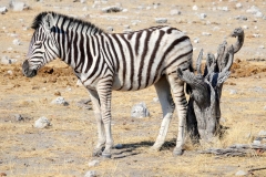 Namibia, Etosha Nationalpark
