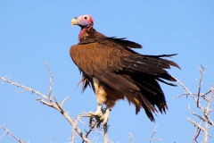 Namibia, Etosha Nationalpark, Ohrengeier