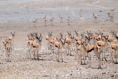 Namibia, Etosha Nationalpark, Springböcke