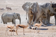 Namibia, Etosha Nationalpark