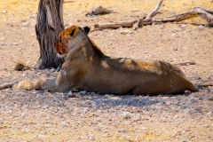 Namibia, Etosha Nationalpark