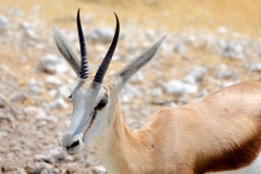 Namibia, Etosha Nationalpark, Springbock