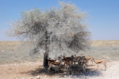 Namibia, Etosha Nationalpark, Springböcke